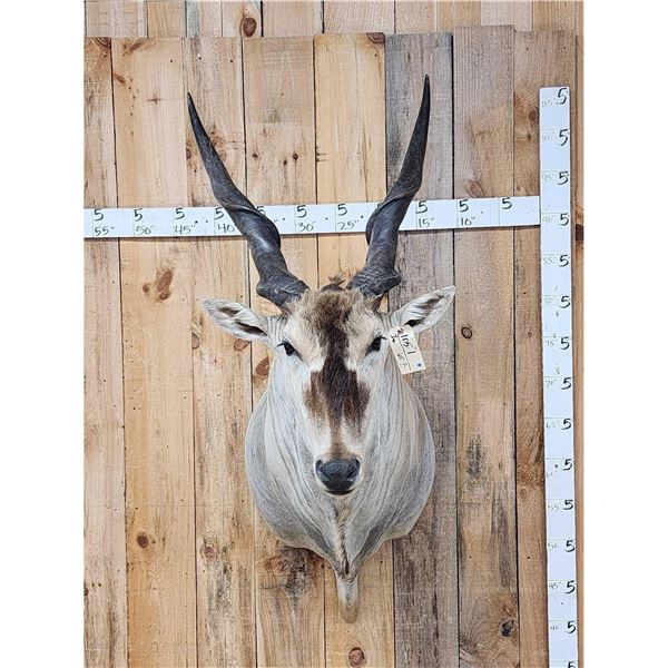 BIG African Eland Shoulder Mount Taxidermy