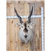Image 1 : BIG African Eland Shoulder Mount Taxidermy