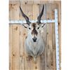 Image 2 : BIG African Eland Shoulder Mount Taxidermy