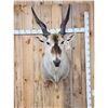Image 3 : BIG African Eland Shoulder Mount Taxidermy
