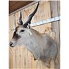 Image 4 : BIG African Eland Shoulder Mount Taxidermy