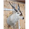 Image 5 : BIG African Eland Shoulder Mount Taxidermy
