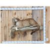 Image 1 : Mountain Lion Cougar Full Body Taxidermy Mount