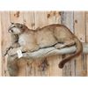 Image 2 : Mountain Lion Cougar Full Body Taxidermy Mount