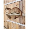 Image 4 : Mountain Lion Cougar Full Body Taxidermy Mount