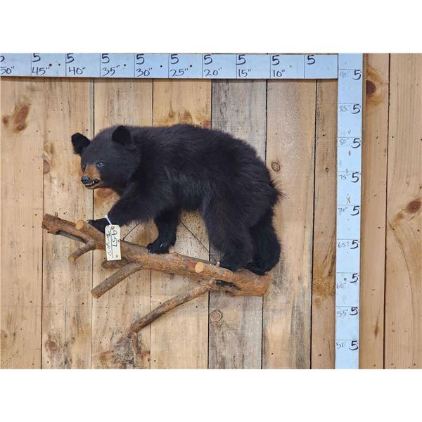 Vintage Black Bear Cub Full Body Taxidermy Mount
