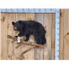 Image 1 : Vintage Black Bear Cub Full Body Taxidermy Mount