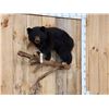 Image 2 : Vintage Black Bear Cub Full Body Taxidermy Mount