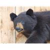 Image 3 : Vintage Black Bear Cub Full Body Taxidermy Mount