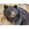 Image 5 : Vintage Black Bear Cub Full Body Taxidermy Mount