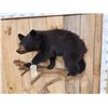 Image 7 : Vintage Black Bear Cub Full Body Taxidermy Mount