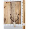 Image 1 : African Impala Skull Taxidermy