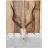 Image 2 : African Impala Skull Taxidermy