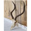Image 3 : African Impala Skull Taxidermy