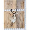 Image 1 : Pronghorn Antelope Shoulder Mount Taxidermy