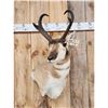 Image 2 : Pronghorn Antelope Shoulder Mount Taxidermy