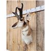 Image 3 : Pronghorn Antelope Shoulder Mount Taxidermy