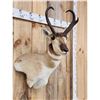 Image 4 : Pronghorn Antelope Shoulder Mount Taxidermy