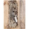 Image 2 : Grey Squirrel Climbing A Tree Taxidermy
