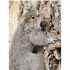 Image 4 : Grey Squirrel Climbing A Tree Taxidermy