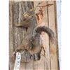 Image 2 : Red Squirrel Climbing A Tree Taxidermy Mount
