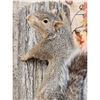 Image 3 : Red Squirrel Climbing A Tree Taxidermy Mount