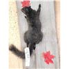 Image 3 : Black Squirrel Full Body Taxidermy Mount