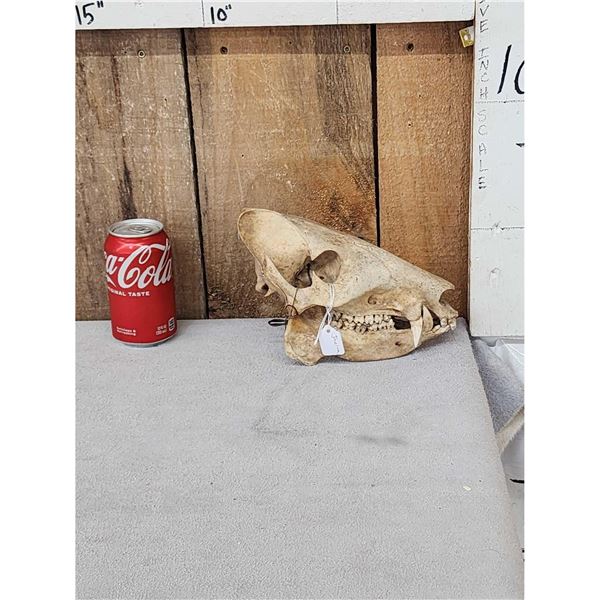 Javelina Skull Taxidermy