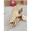 Image 2 : Javelina Skull Taxidermy