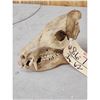 Image 3 : Javelina Skull Taxidermy
