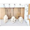 Image 1 : Game Animal Skulls Lot