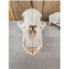 Image 3 : Game Animal Skulls Lot
