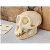 Image 2 : Mustached Guenon Skull Taxidermy