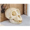 Image 3 : Mustached Guenon Skull Taxidermy