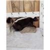 Image 1 : Skunk Full Body Taxidermy Mount
