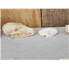 Image 3 : Small Animal Skulls Lot Taxidermy