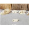 Image 7 : Small Animal Skulls Lot Taxidermy