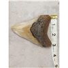 Image 1 : NICE Megalodon Shark Tooth Fossil