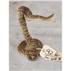 Image 2 : Diamondback Rattlesnake Full Body Taxidermy Mount