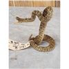 Image 3 : Diamondback Rattlesnake Full Body Taxidermy Mount