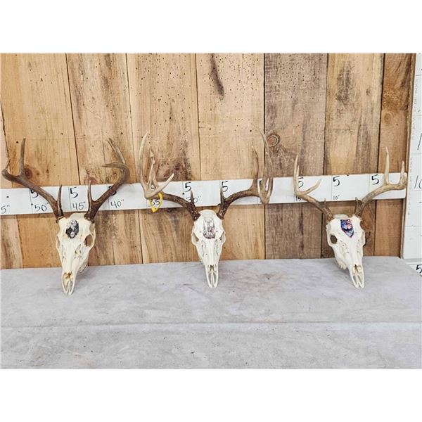 3 Painted Whitetail Skulls Taxidermy