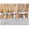 Image 1 : 3 Painted Whitetail Skulls Taxidermy