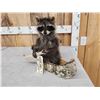 Image 2 : Raccoon In A Birch Bark Canoe Taxidermy