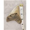 Image 2 : NICE Megalodon Shark Fossilized Tooth