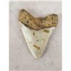 Image 3 : NICE Megalodon Shark Fossilized Tooth