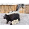 Image 3 : Skunk Full Body Taxidermy Mount