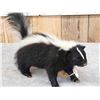 Image 4 : Skunk Full Body Taxidermy Mount