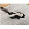 Image 5 : Skunk Full Body Taxidermy Mount