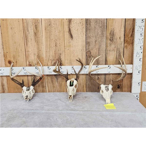 3 Painted Whitetail Skulls Taxidermy