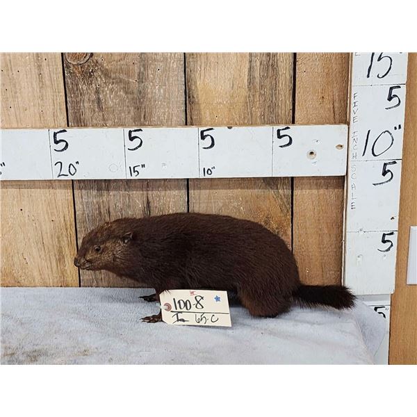 Juvenile Groundhog Full Body Taxidermy Mount
